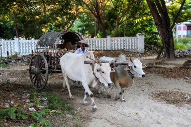Mingun, Myanmar - 11 Kasım 2019: Mingun Pahtodawyi Paya yakınlarındaki Myanmar eski Burma