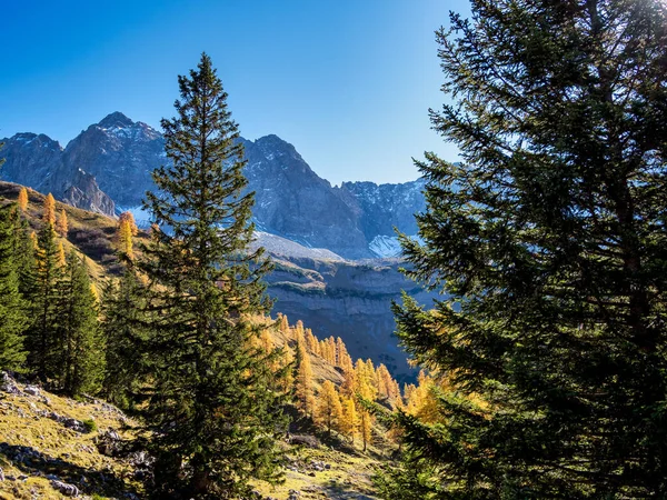 Jesienny Widok Drzewa Klonowe Ahornboden Góry Karwendel Tyrol Austria — Zdjęcie stockowe