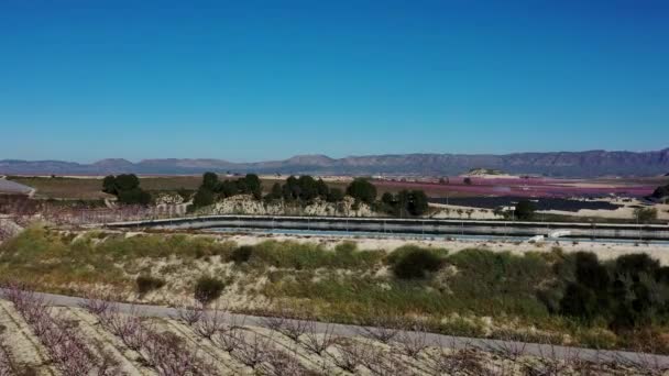 Flor Melocotón Cieza Torre Videografía Florecimiento Melocotoneros Cieza Región Murcia — Vídeo de stock