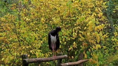 Kara leylek, Ciconia zencisi. Leylek familyasından büyük bir kuş..