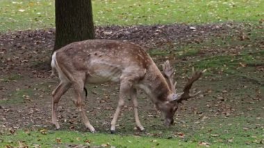 Fallow deer, Dama mezopotamya, Cervidae familyasından bir memeli türü..