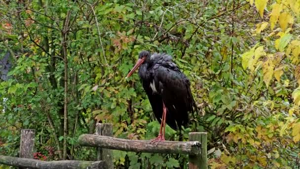 Cegonha Negra Ciconia Nigra Aves Grandes Família Das Cegonhas Ciconiidae — Vídeo de Stock