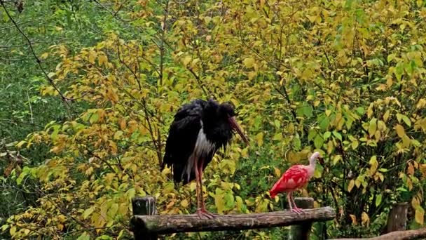 黒いコウノトリ シコニア ニングラ コウノトリ科の大型鳥 Ciconiidae — ストック動画