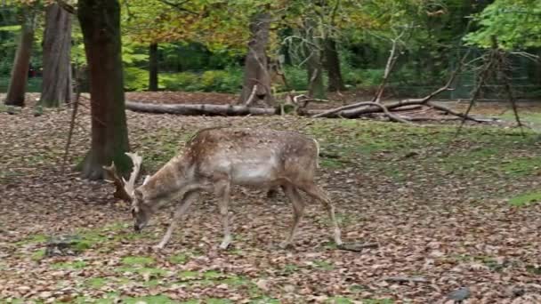 Fallow Deer Dama Mezopotamya Cervidae Familyasından Bir Memeli Türü — Stok video