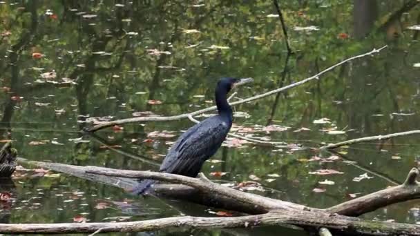 Der Große Kormoran Phalacrocorax Carbo Bekannt Als Der Große Schwarzkormoran — Stockvideo