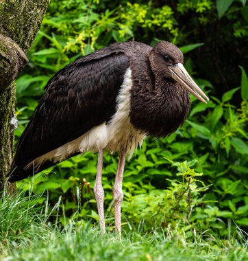 Kara leylek, Ciconia nigra leylek familyasından büyük bir kuş türü..