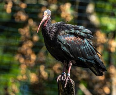 Kuzey Kel aynak, inzivaya çekilmiş aynak veya waldrapp lat.Geronticus eremita, kısır, yarı çöl veya kayalık yaşam alanlarında genellikle akan sulara yakın yerlerde bulunan bir göçmen kuşdur..