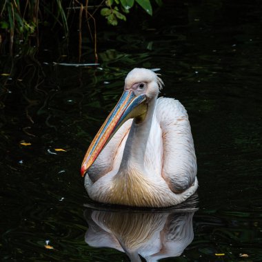 Büyük Beyaz Pelikan (