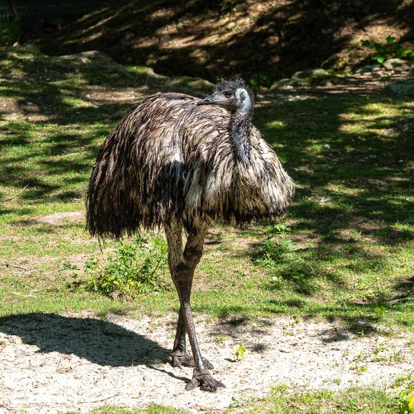 Emu Dromaius Novaehollandiae Este Doua Cea Mai Mare Pasăre Vie — Fotografie, imagine de stoc