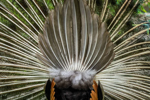 Indian Peafowl Blue Peafowl Pavo Cristatus Large Brightly Coloured Bird — Stock Photo, Image