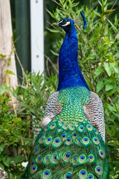 Indian Peafowl Blue Peafowl Pavo Cristatus Large Brightly Coloured Bird — Stock Photo, Image