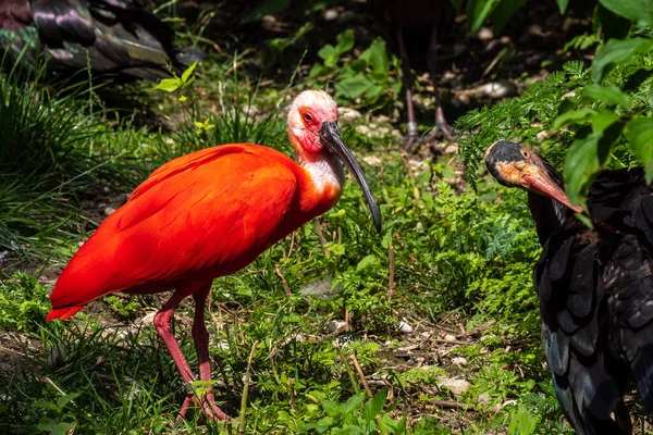 Eudocimus Ruber Uma Espécie Ave Família Threskiornithidae Habita América Sul — Fotografia de Stock