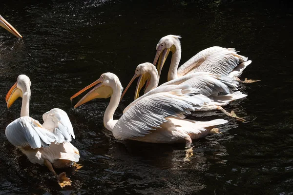 Grand Pélican Blanc Pelecanus Onocrotalus Aussi Connu Sous Nom Pélican — Photo