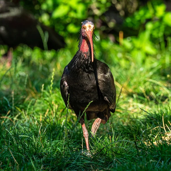 Ibis Careca Norte Ibis Eremita Waldrapp Lat Geronticus Eremita Uma — Fotografia de Stock