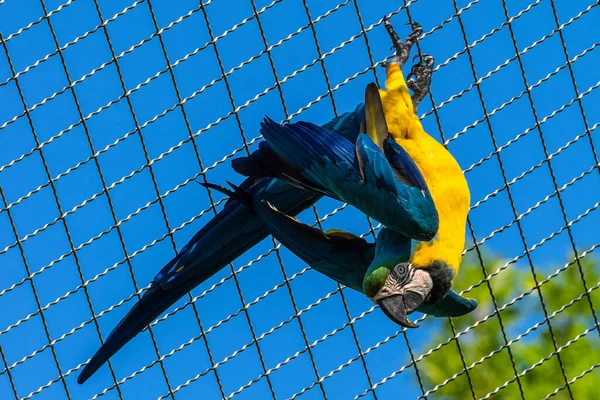 Arara Azul Amarela Ara Ararauna Também Conhecida Como Arara Azul — Fotografia de Stock