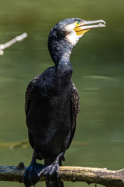 Der Große Kormoran Phalacrocorax Carbo Bekannt Als Der Große Schwarzkormoran — Stockfoto