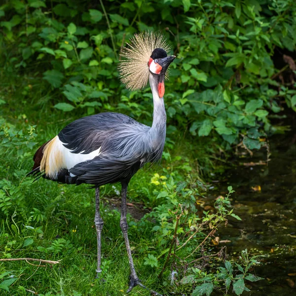 The Black Crowned Crane, Balearica pavonina is a bird in the crane family Gruidae.