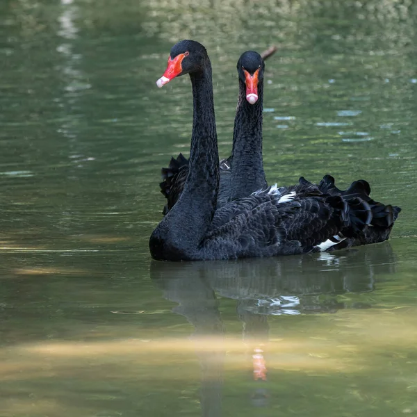 Der Schwarze Schwan Cygnus Atratus Ist Ein Großer Wasservogel Eine — Stockfoto