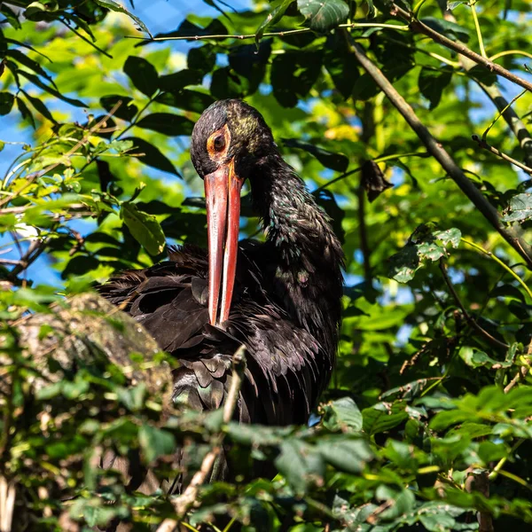 Kara Leylek Ciconia Nigra Leylek Familyasından Büyük Bir Kuş Türü — Stok fotoğraf