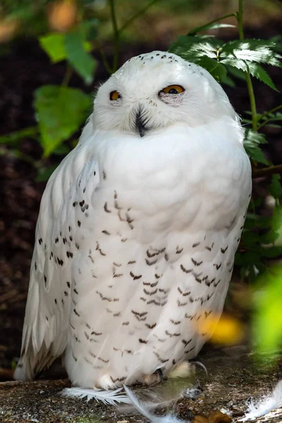 Coruja Nevada Bubo Scandiacus Uma Coruja Branca Típica Família Das — Fotografia de Stock