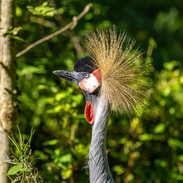 Black Crowned Crane Balearica Pavonina Pták Jeřábové Rodiny Gruidae — Stock fotografie