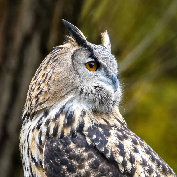 Euroasijské Výr Velký Bubo Bubo Druh Výr Který Nachází Velké — Stock fotografie