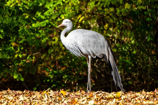 Błękitny Żuraw Grus Paradisea Jest Gatunkiem Endemicznym Dla Afryki Południowej — Zdjęcie stockowe