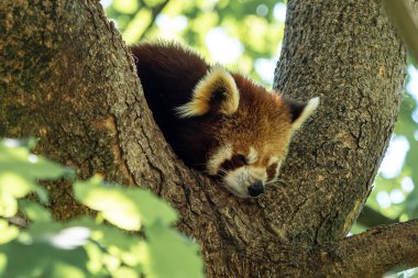 Kırmızı panda, Ailurus fulgens, daha küçük panda ve kırmızı kedi ayı olarak da bilinir..