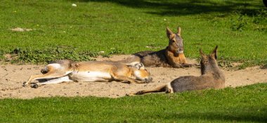 Patagonya Mara 'sı, Dolikotis patagonum. Gine domuzlarının bu büyük akrabaları Arjantin 'in Patagonya bozkırlarında yaygındır ama Paraguay gibi Güney Amerika' nın diğer bölgelerinde de yaşarlar..