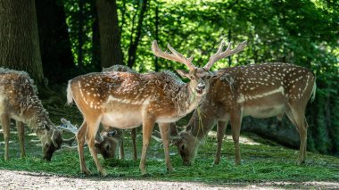 Fallow deer, Dama mezopotamya, Cervidae familyasından bir memeli türü..