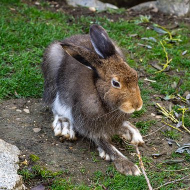 Dağ tavşanı, Lepus timidus. Yazın kahverengi saçlı beyaz tavşan olarak da bilinir.