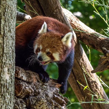 Kırmızı panda, Ailurus fulgens, daha küçük panda ve kırmızı kedi ayı olarak da bilinir..