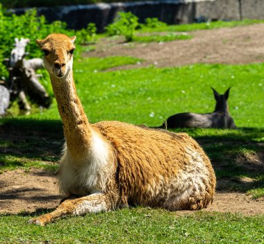 Vicunas, Vicugna Vicugna, And Dağları 'nın yüksek dağlık bölgelerinde yaşayan lama' nın akrabaları.