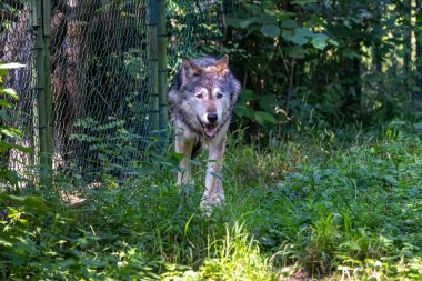 Kurt, gri kurt ya da kereste kurdu olarak da bilinen, Avrasya ve Kuzey Amerika 'nın vahşi ve uzak bölgelerinde yaşayan bir köpek türüdür..