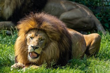 Aslan, Panthera leo, Panthera cinsindeki dört büyük kediden biridir ve Felidae familyasının bir üyesidir..