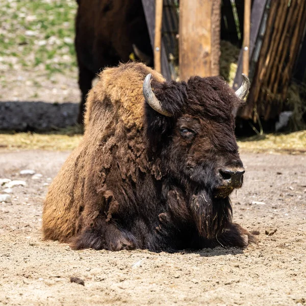 The American bison or simply bison, also commonly known as the American buffalo or simply buffalo, is a North American species of bison that once roamed North America in vast herds.