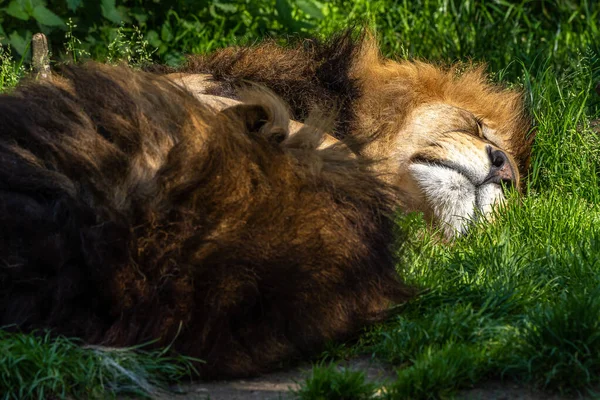 Lev Panthera Leo Jednou Čtyř Velkých Koček Rodu Panthera Členem — Stock fotografie