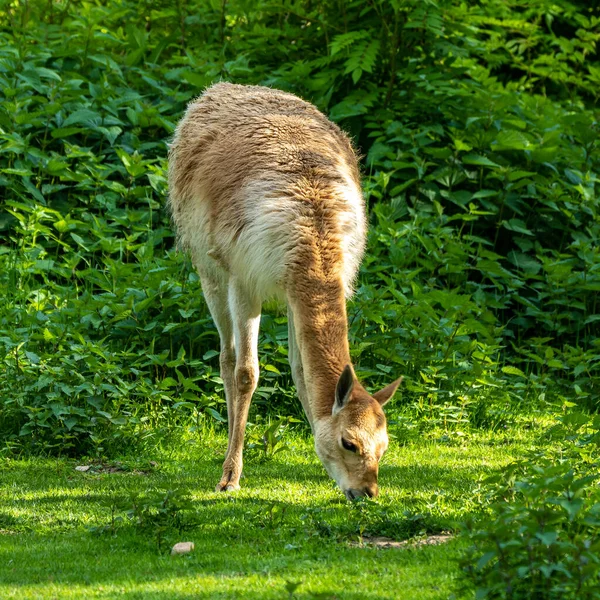 Vicunas Vicugna Vicugna Příbuzní Lamy Kteří Žijí Vysokých Alpských Oblastech — Stock fotografie