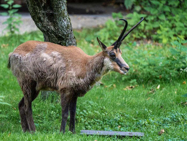 Chamois Des Apennins Rupicapra Pyrenaica Ornata Vit Dans Parc National — Photo