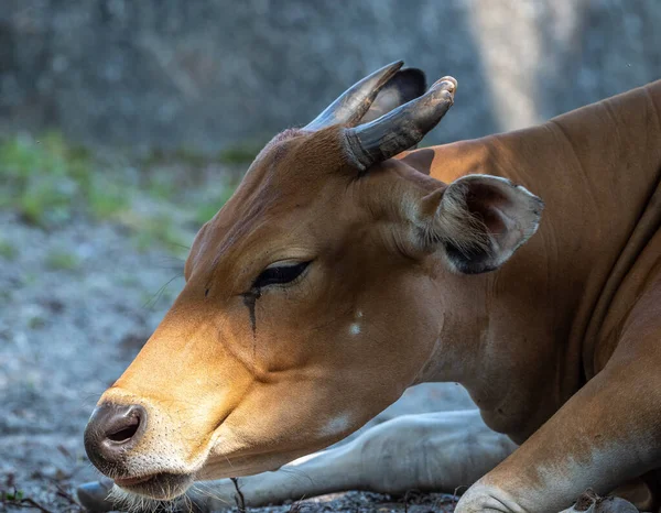 Banteng, Bos javanicus or Red Bull It is a type of wild cattle But there are key characteristics that are different from cattle and bison: A white band bottom in both males and females.