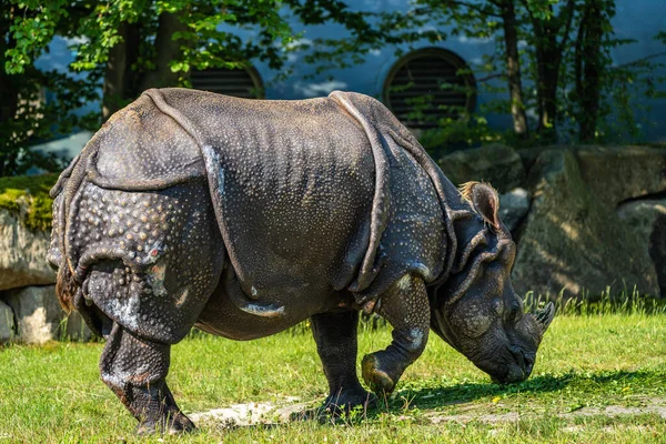 Rinoceronte Indio Rhinoceros Unicornis También Llama Rinoceronte Cuerno Mayor Rinoceronte — Foto de Stock