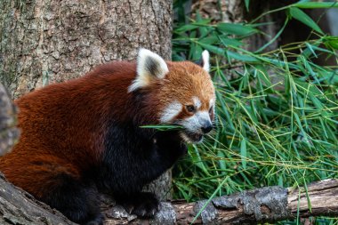 Kırmızı panda, Ailurus fulgens, daha küçük panda ve kırmızı kedi ayı olarak da bilinir..