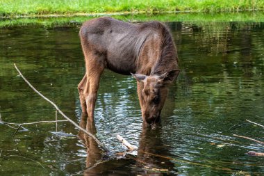 Avrupa geyiği, Alces alces, geyik olarak da bilinir. Vahşi yaşam hayvanı.