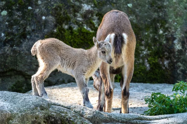 若い赤ちゃんの山のIbex 動物園でのカプラIbex — ストック写真
