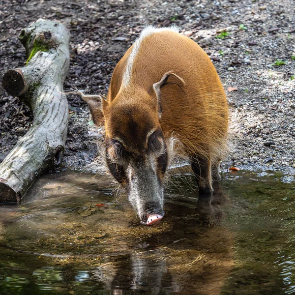 Porco Rio Vermelho Potamochoerus Porcus Também Conhecido Como Porco Mato — Fotografia de Stock