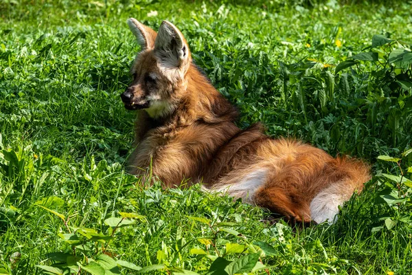 Maned Wolf Chrysocyon Brachyurus Grootste Canid Van Zuid Amerika Dit — Stockfoto