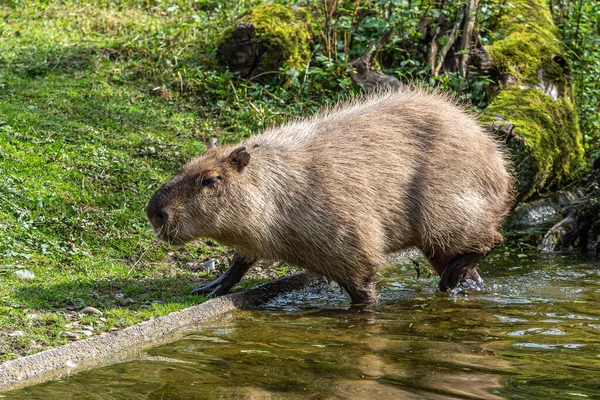 Den Capybara Hydrochoerus Hydrochaeris Ett Däggdjur Hemma Sydamerika Det Den — Stockfoto