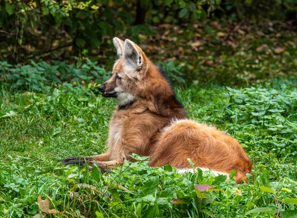 Sörényes Farkas Chrysocyon Brachyurus Dél Amerika Legnagyobb Kutyája Emlős Nyílt — Stock Fotó