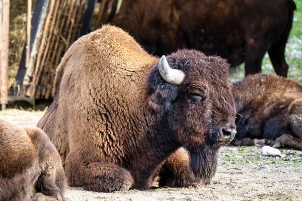 Bisonte Americano Simplemente Bisonte También Conocido Comúnmente Como Búfalo Americano — Foto de Stock