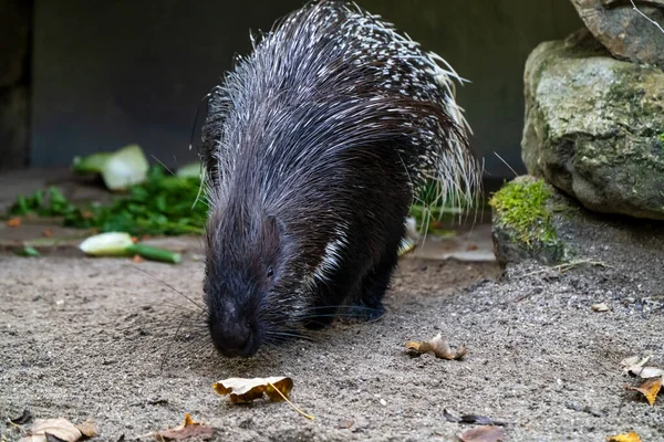 Hystrix Indica Een Zoogdier Uit Familie Van Stekelvarkens Hystricidae — Stockfoto